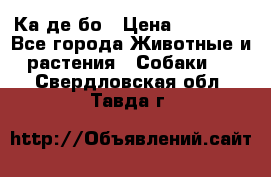 Ка де бо › Цена ­ 25 000 - Все города Животные и растения » Собаки   . Свердловская обл.,Тавда г.